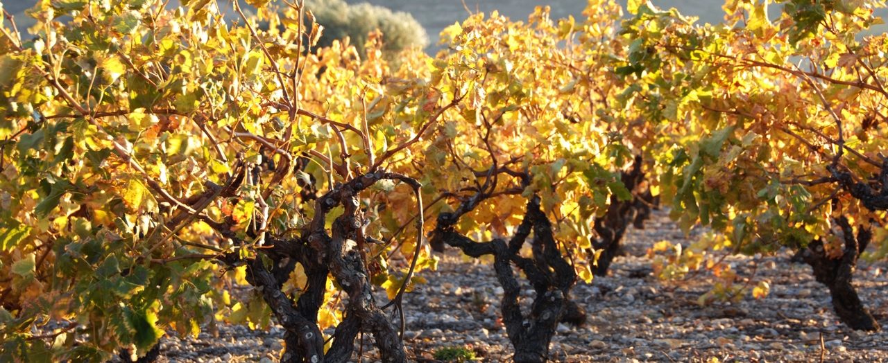 French boutique winery in the south of France | Hecht & Bannier